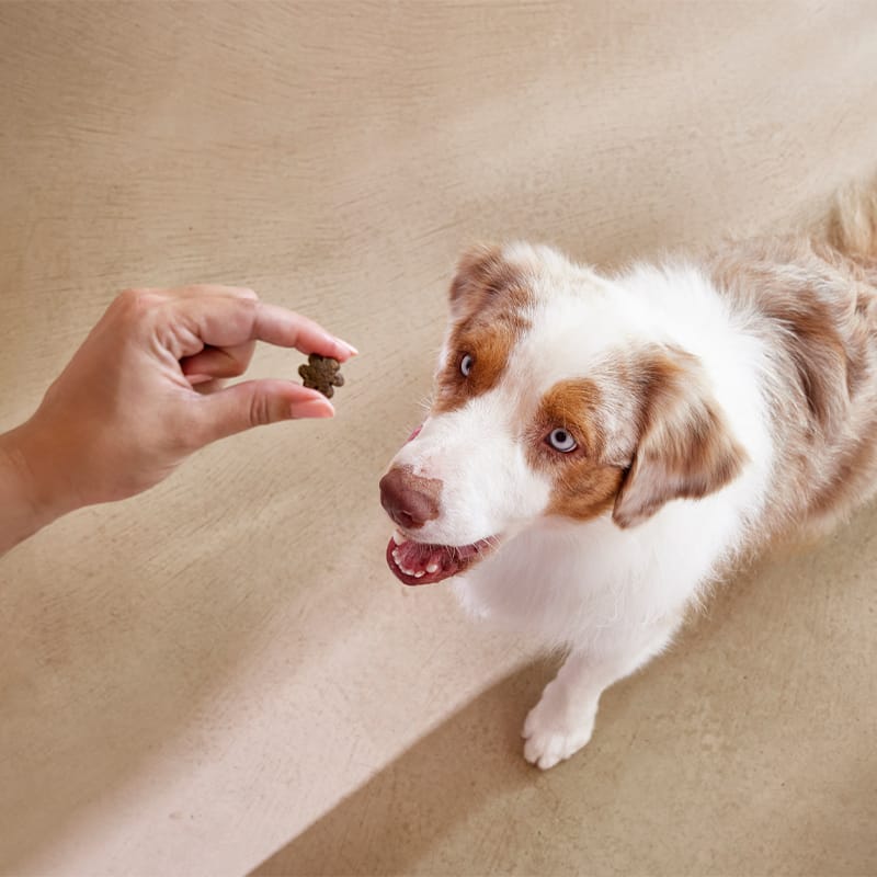 Objective Dog Adult Light Objective Dog Adult Light